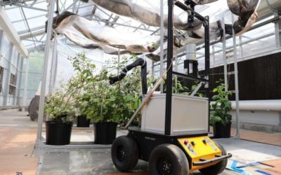 BrambleBee: An autonomous robot to pollinate bramble plants