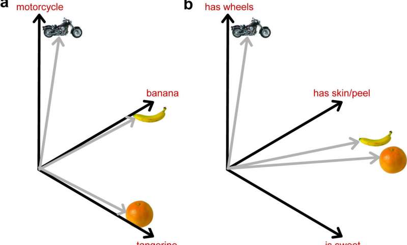 An integrated visual and semantic neural network model explains human object recognition in the brain