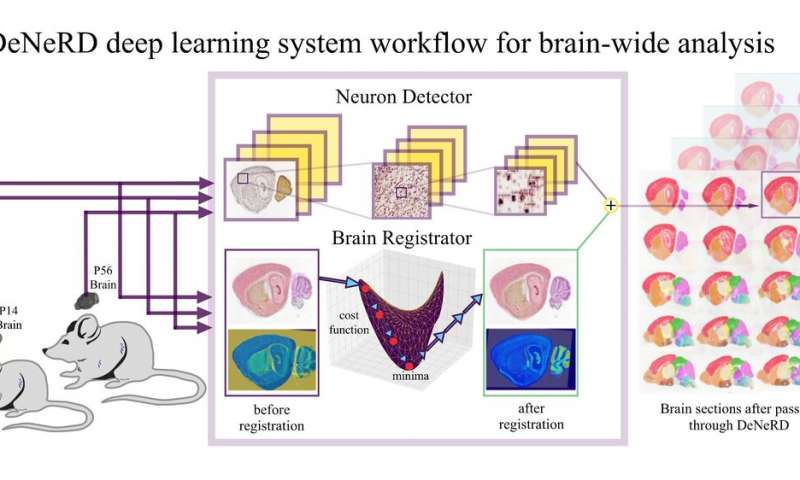 DeNeRD: an AI-based method to process whole images of the brain