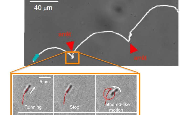 Studying the swimming patterns of bacteria near surfaces