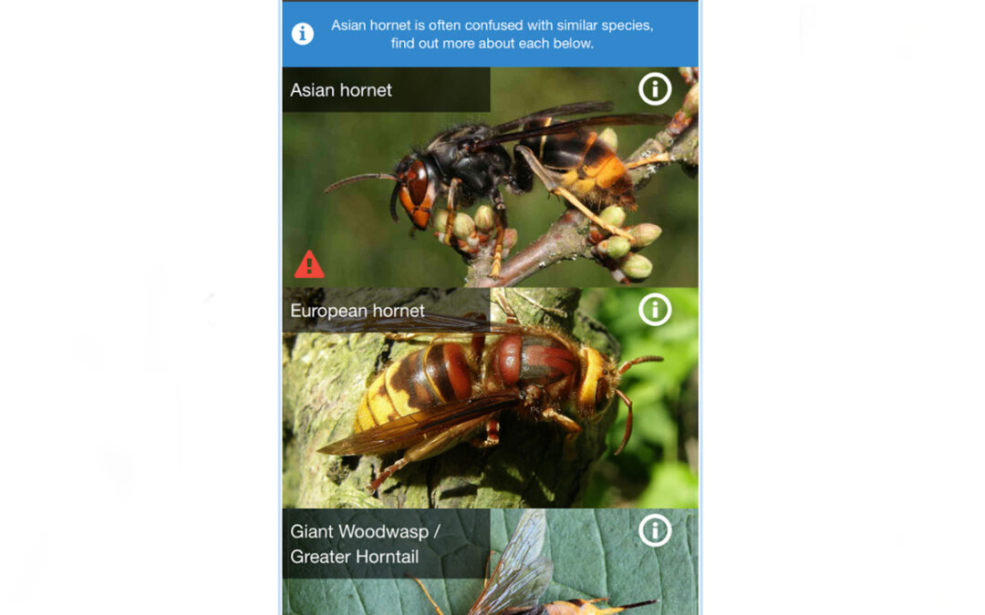 Asian Hornet Watch app unleashed to counter threat from invasive species