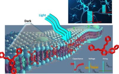 A light-sensitive compound enables heatless membrane modulation in photoswitches