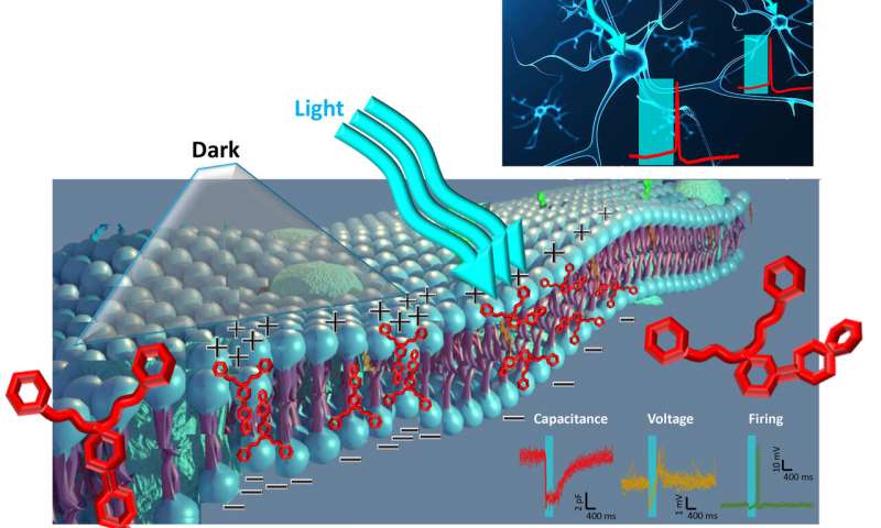 A light-sensitive compound enables heatless membrane modulation in photoswitches