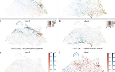 Investigating the role of different neurons in artificial neural networks