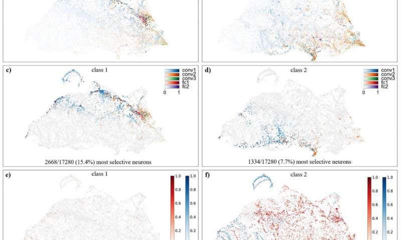 Investigating the role of different neurons in artificial neural networks