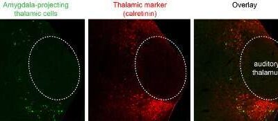 Exploring the role of cells in the lateral thalamus in controlling fear behavior