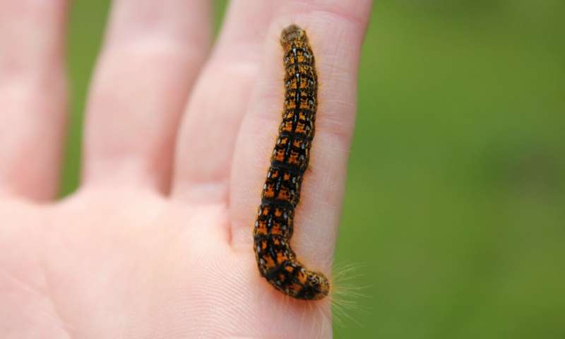 Testing hypotheses about the role of neural circuits in insect associative learning