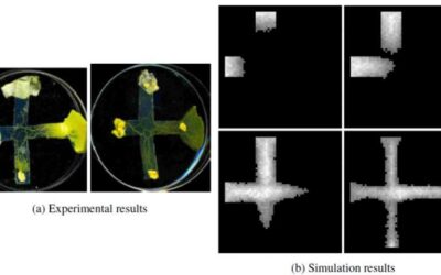 A model to design logic gates inspired by a single-cell organism