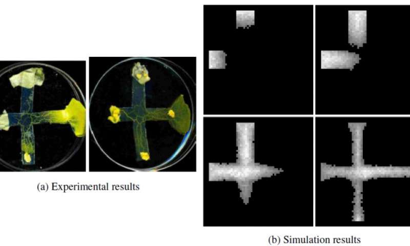 A model to design logic gates inspired by a single-cell organism