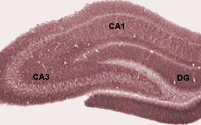 Neuroscientists gather new insight about the genetic risk of developing schizophrenia