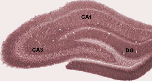 Neuroscientists gather new insight about the genetic risk of developing schizophrenia