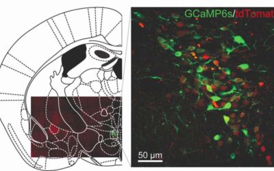 Exploring neural mechanisms behind the perception of control in stressful situations