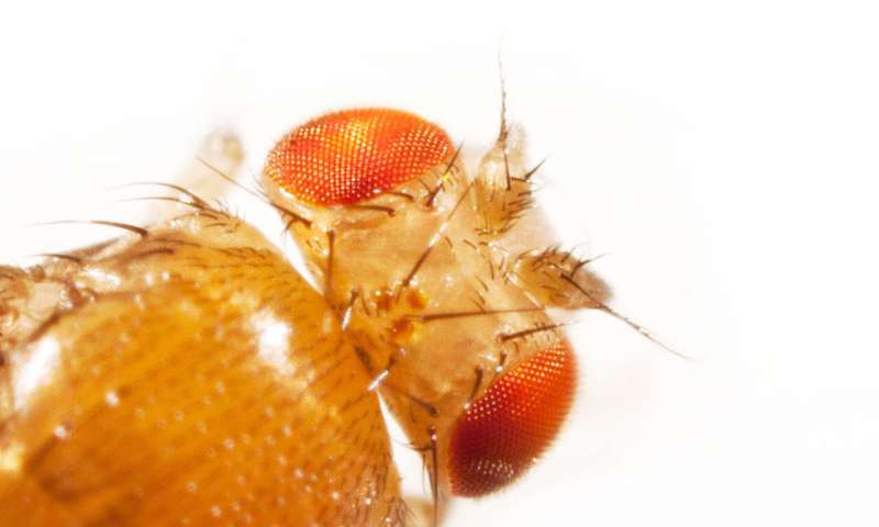 FLIVVER: An insect-inspired algorithm to estimate the velocity of flying robots