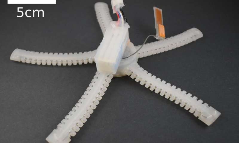 This is PATRICK: Meet the brittle star-inspired robot that can crawl underwater