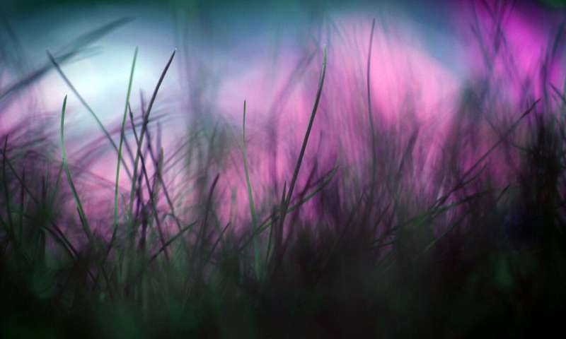 Exploring the nature of anomalous psychedelic experiences