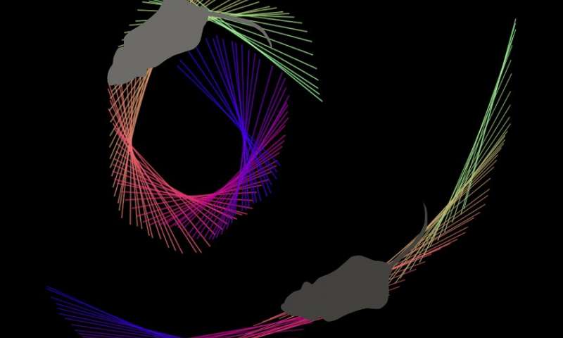 Research identifies neurons that control left and right movements in mammals