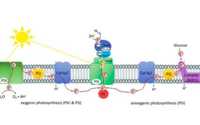 A method to produce hydrogen in vivo photosynthetically