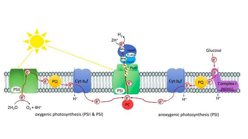 A method to produce hydrogen in vivo photosynthetically