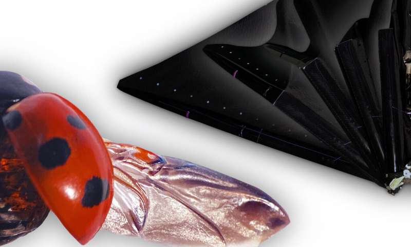An origami-based robotic structure inspired by ladybird wings