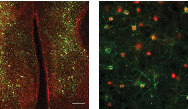 The synchrony between neurons in different brain hemispheres could aid behavioral adaptation