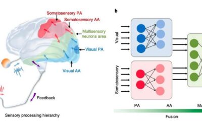 A brain-inspired architecture for human gesture recognition