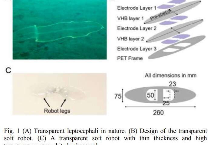 A transparent artificial muscle to enable camouflaging in soft robots
