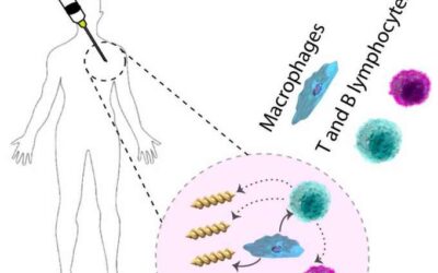 Exploring the interactions between microswimmer medical robots and the human immune system