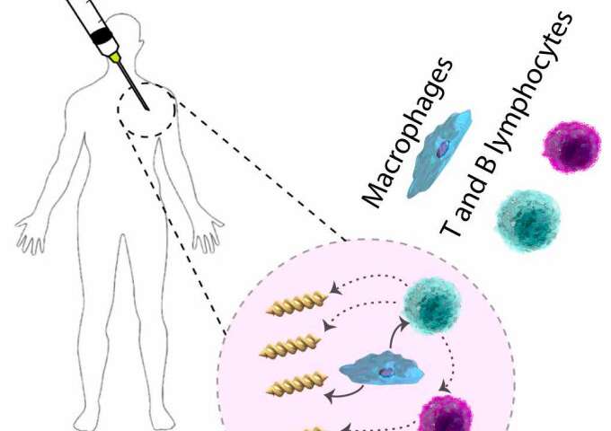 Exploring the interactions between microswimmer medical robots and the human immune system