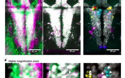 Study identifies neuronal populations that drive defensive behavior in zebrafish