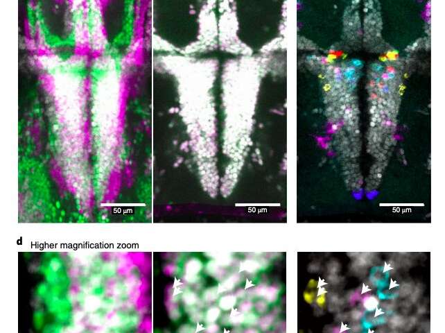 Study identifies neuronal populations that drive defensive behavior in zebrafish