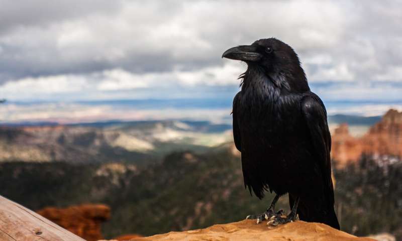 Reviewing research about the evolution of complex cognition in birds