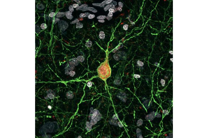 A new strategy for the viral manipulation of interneurons in mice and other mammals