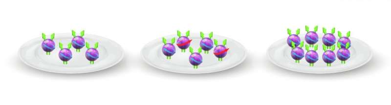 The observation of Bloch ferromagnetism in composite fermions