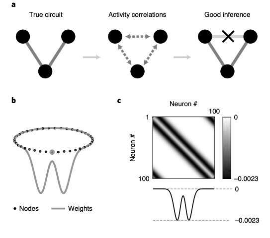 Study reveals that methods to infer the connectivity of neural circuits are affected by systematic errors
