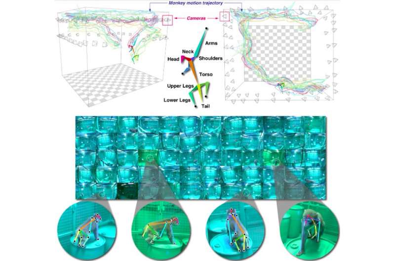 OpenMonkeyStudio: A deep-learning-based system to estimate 3-D poses of freely moving macaques