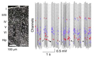 Researchers identify a class of neurons that are most active during non-REM sleep