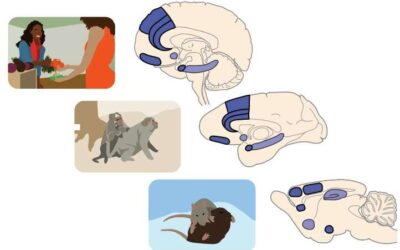 Exploring the role of prefrontal-amygdala brain circuits in social decision-making