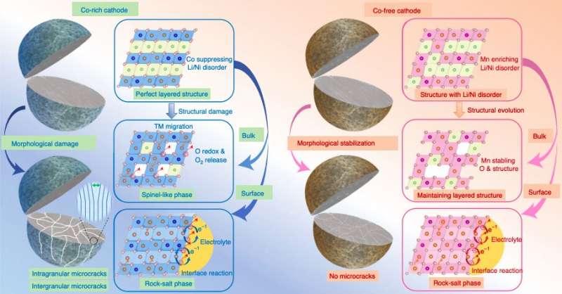 Investigating the role of cobalt in rechargeable batteries to develop more effective cobalt-free cathodes