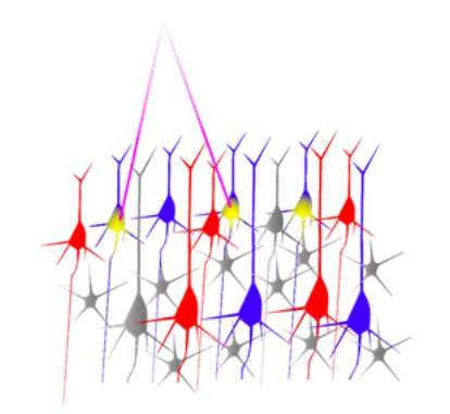 Neuroscientists identify brain circuit motifs that support short-term memory