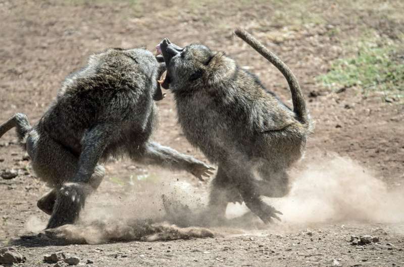 Reviewing past neuroscience research that explores the neural mechanisms of aggression