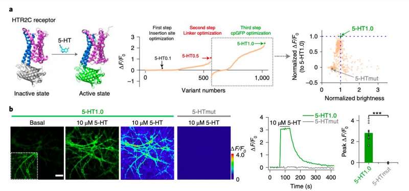 A genetically encoded sensor to measure serotonin dynamics in vivo