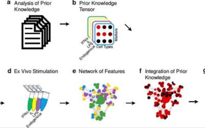 A machine leaning model that incorporates immunological knowledge