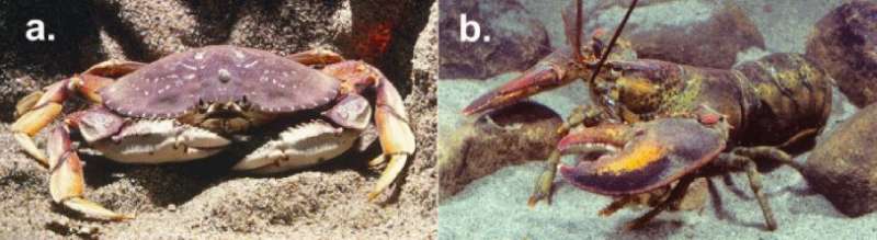 A new bio-inspired joint model to design robotic exoskeletons