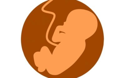 Study explores the effects of maternal inflammation on fetal brain development