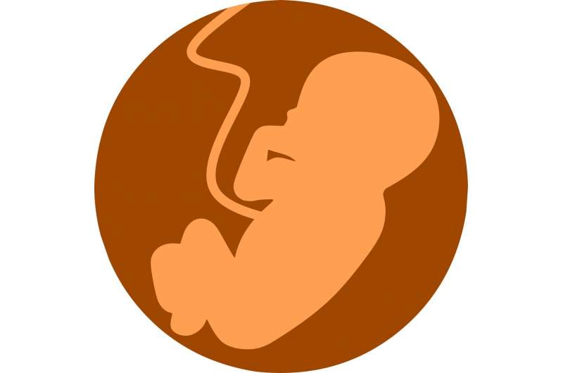 Study explores the effects of maternal inflammation on fetal brain development