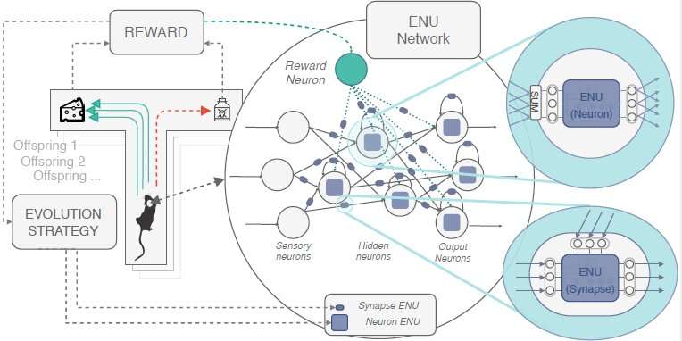 Evolvable neural units that can mimic the brain’s synaptic plasticity