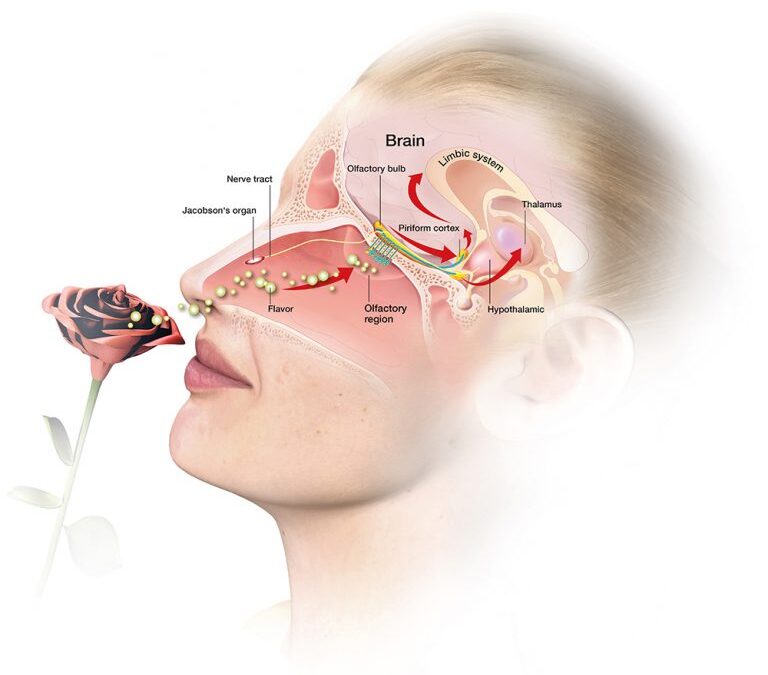 Dr Bettina Pause – More than Just Words: The Chemical Communication of Social Information
