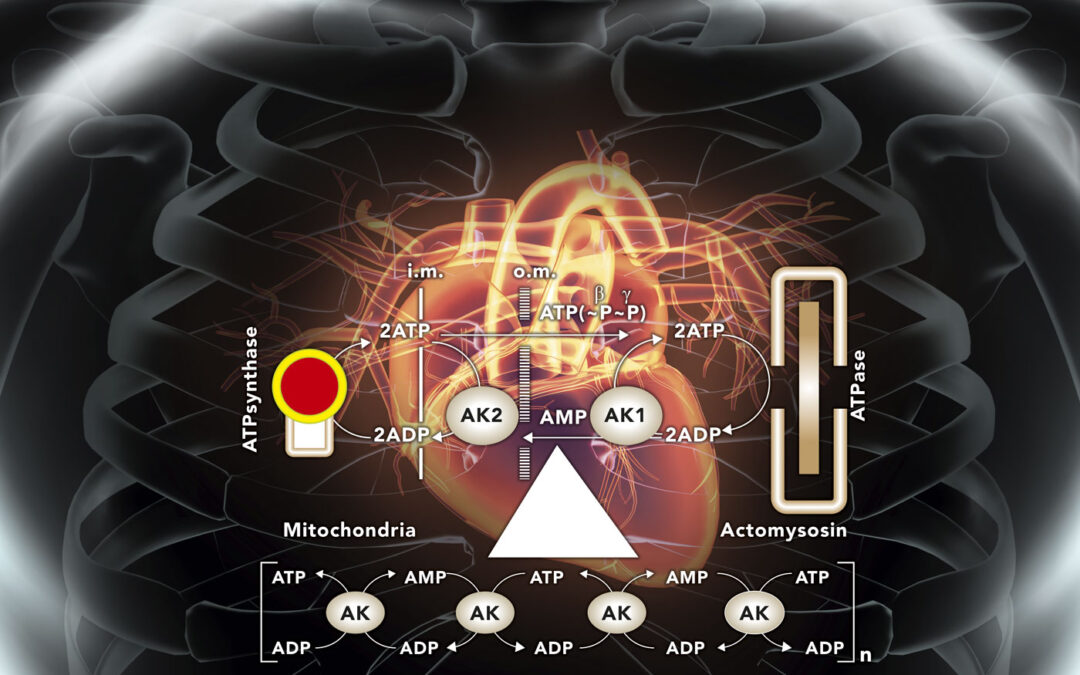 Solving the mysteries of cell bioenergetics and cardiovascular metabolomics