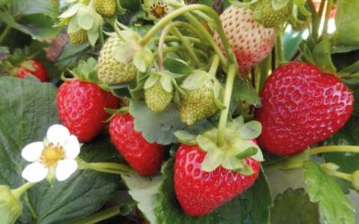 TunnelBerries: Enhancing the Sustainability of Berry Production