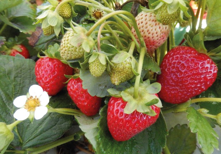 TunnelBerries: Enhancing the Sustainability of Berry Production